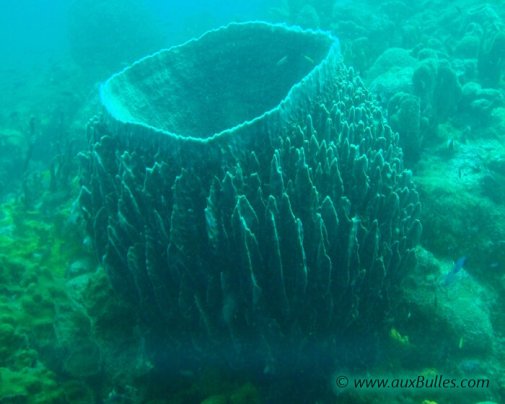 Une éponge en forme de tonneau