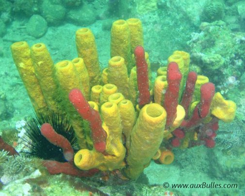 Une éponge en forme de tube