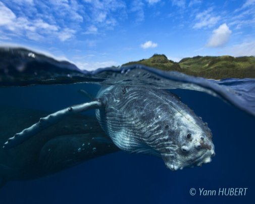 Une baleine à bosse vient poser pour la photo ! Une baleine à bosse vient poser pour la photo !