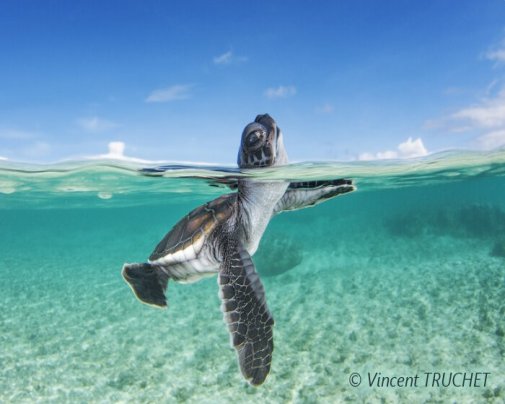 Un bébé tortue marine part à l’assaut de l’océan ! Un bébé tortue marine part à l’assaut de l’océan !