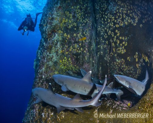 Un groupe de requins pointe blanche au détour est blotti au détour d’un tombant Un groupe de requins pointe blanche au détour est blotti au détour d’un tombant