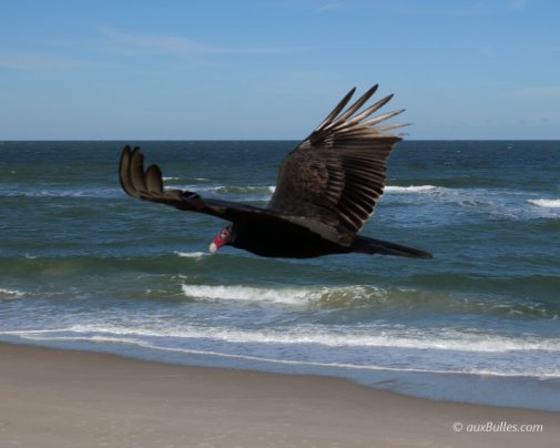 Un urubu à tête rouge (Cathartes aura) survole la plage de Playalinda à Canaveral National Seashore