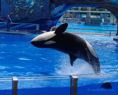 Sea World vous emmène à la découverte du monde de la mer sous différents angles