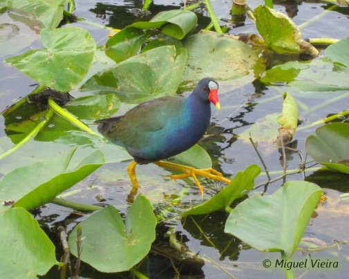 A purple gallinule (Porphyrio martinica) wades peacefully among the aquatic vegetation !
