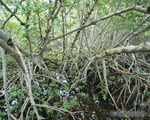 La mangrove vue de l'intérieur avec les racines aériennes en arceaux des palétuviers rouges La mangrove vue de l'intérieur avec les racines aériennes en arceaux des palétuviers rouges