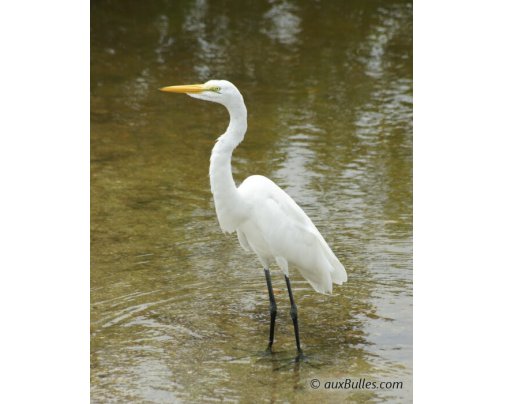 La grande aigrette (Ardea alba) dans le parc national de Ding Darling La grande aigrette (Ardea alba) dans le parc national de Ding Darling