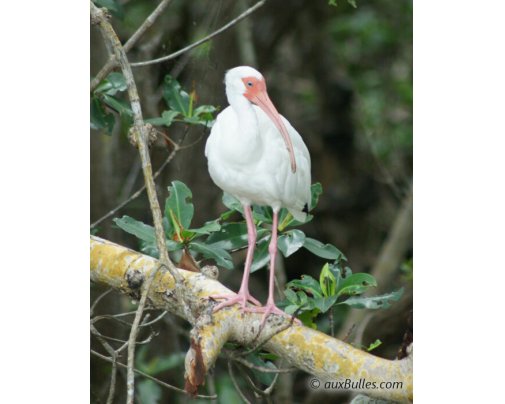 L'ibis blanc (Eudocimus albus) dans le parc national de Ding Darling L'ibis blanc (Eudocimus albus) dans le parc national de Ding Darling