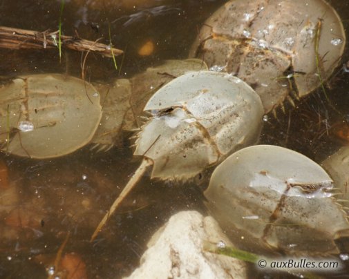 La limule (Limulus polyphemus),un véritable crabe préhistorique, dans le parc national de Ding Darling La limule (Limulus polyphemus),un véritable crabe préhistorique, dans le parc national de Ding Darling