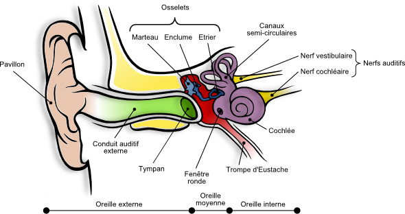 L'anatomie de l'oreille, siège de l'audition et de l'équilibre