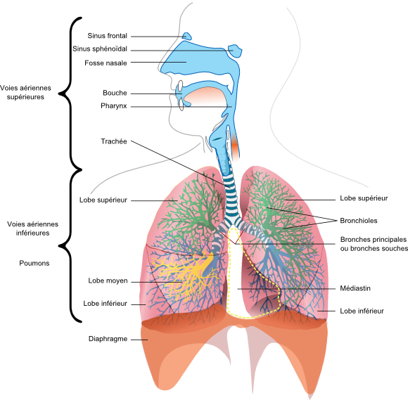 Anatomie - Atlas du corps humain - Appareil respiratoire - Doctissimo