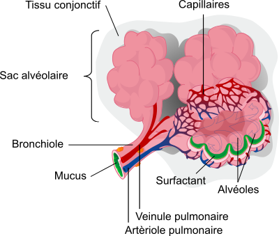 Les alvéoles pulmonaires sont le lieu des échanges gazeux