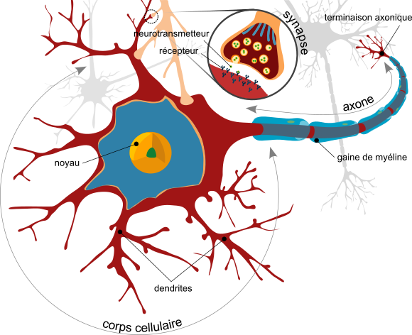 L'anatomie d'un neurone