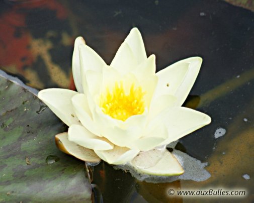 La fleur du nénuphar jaune La fleur du nénuphar jaune