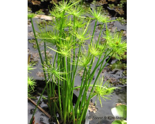 Le papyrus développe de très longues tiges à l'extrémité desquelles se dressent des feuilles filiformes.