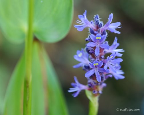 Une touche de bleu avec les grappes de fleurs de la pontédérie