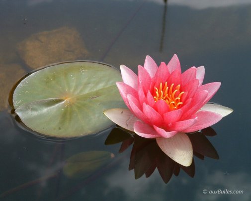 Le nénuphar est une plante aquatique d'eau douce Le nénuphar est une plante aquatique d'eau douce