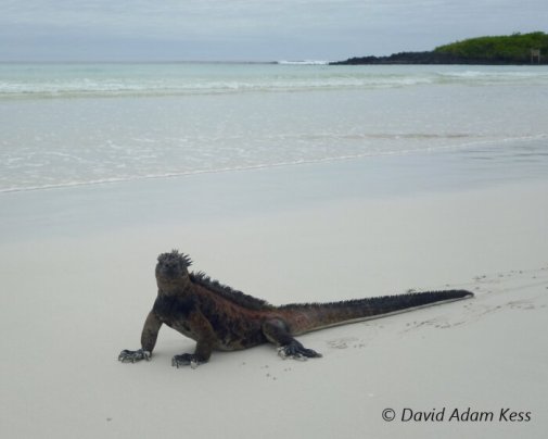 Un iguane marin des Galapagos (Amblyrhynchus cristatus) se prélasse au soleil sur la plage de la baie de Tortuga sur l'ile de Santa Cruz