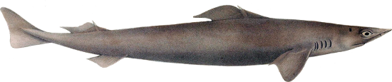 Le squale-chagrin de l’Atlantique (Centrophorus squamosus) Le squale-chagrin de l’Atlantique (Centrophorus squamosus)