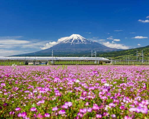 Le train Shinkansen passant devant le mont Fuji et les champs de shibazakura en fleurs au printemps, un paysage emblématique du Japon