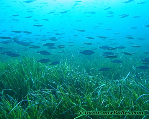 Les végétaux représentés par l'herbier de posidonie