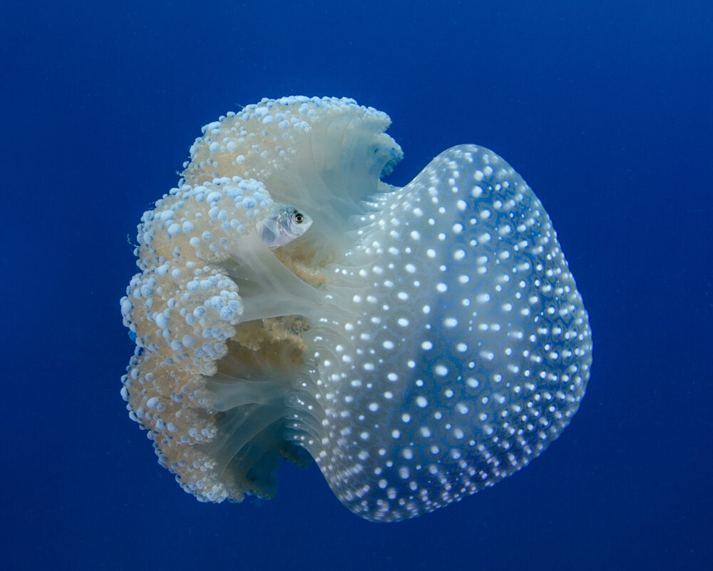 The white spotted jellyfish (Phyllorhiza punctata)