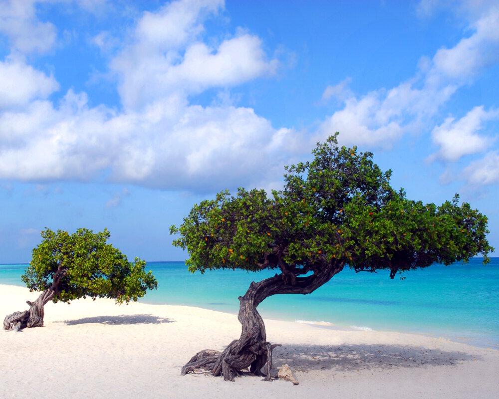 Deux arbres Fofoti sur le sable blanc de la plage de la ville Eagle Beach à Aruba