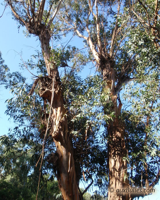De nombreux eucalyptus bordent les chemins de randonnées pédestres de l'île de Porquerolles