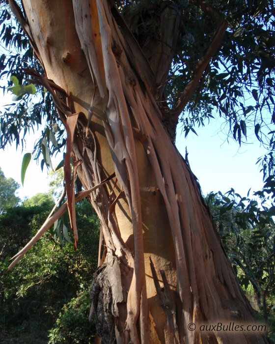 Sur l'ile de Porquerolles, les eucalyptus se distinguent par l'écorce de leur tronc qui se décollent en en longues lamelles enroulées