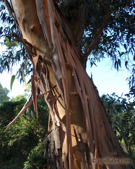 Sur l'île de Porquerolles, les eucalyptus se distinguent par l'écorce de leur tronc qui se décollent en en longues lamelles enroulées