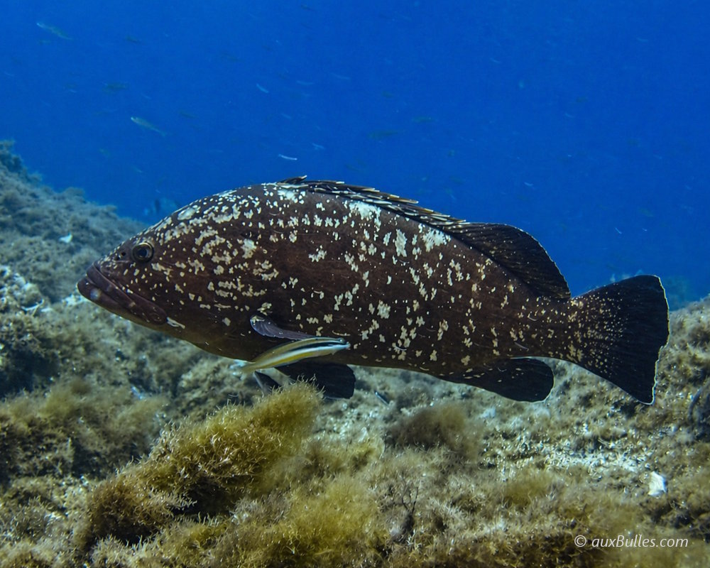 The dusky grouper has a brownish coloration either solid or mottled with yellow spots depending on the individual