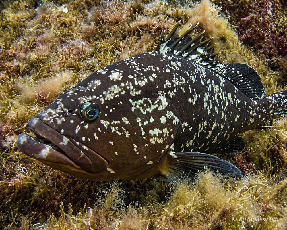Un mérou brun posé sur le fond marin à la Gabinière, Port-Cros