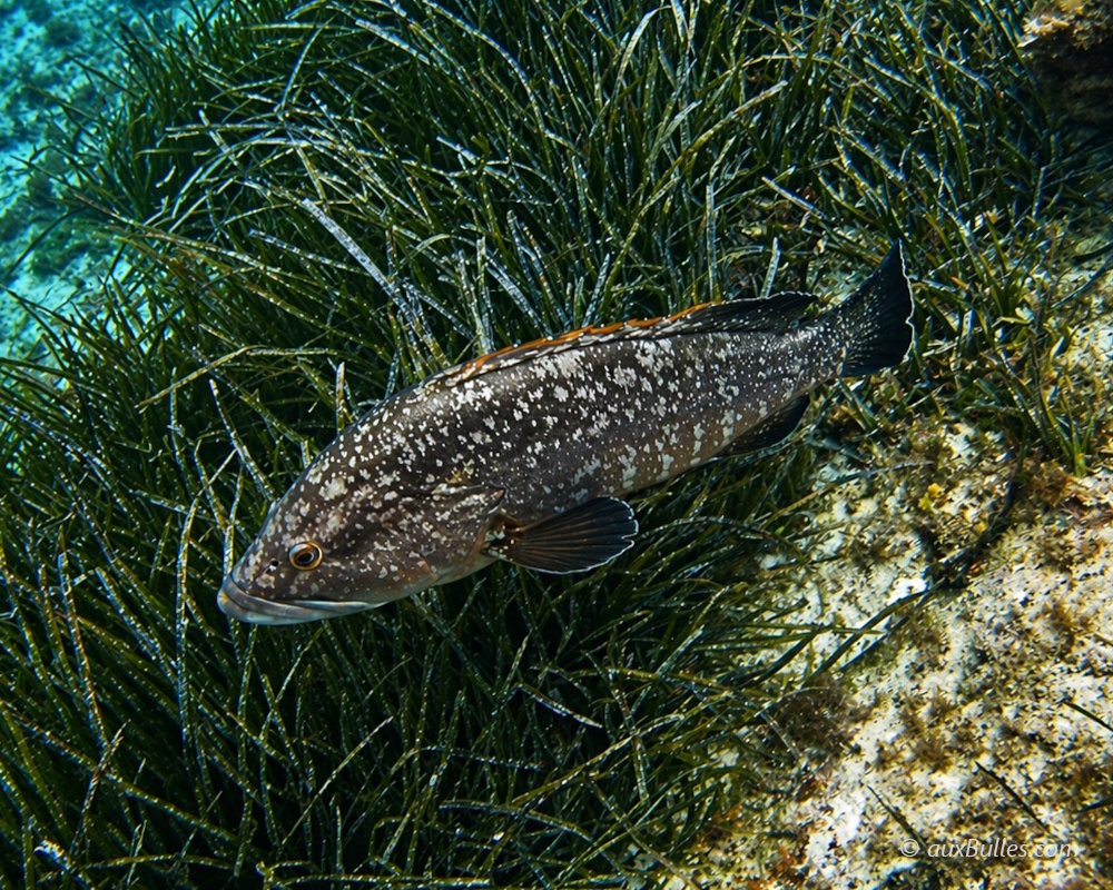 The dusky grouper (Epinephelus marginatus)