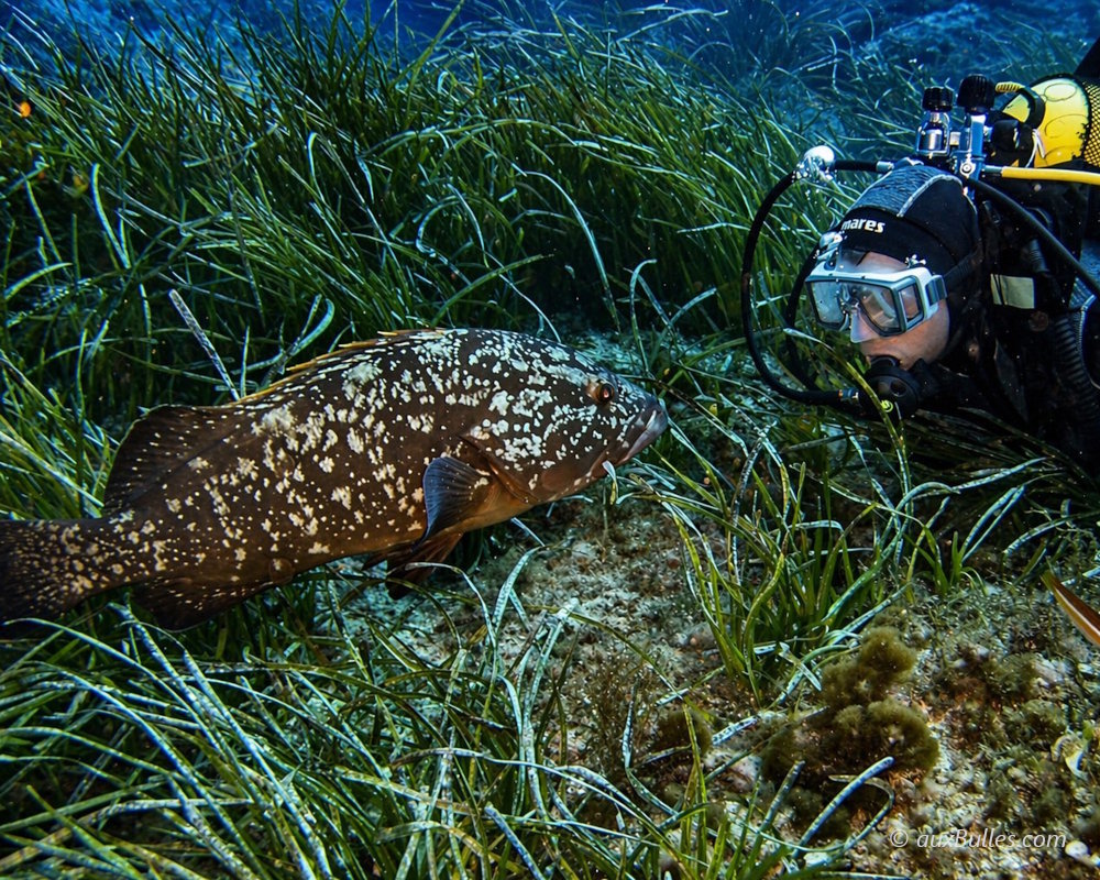 La rencontre avec un mérou brun peu farouche à Port Cros en Méditerranée