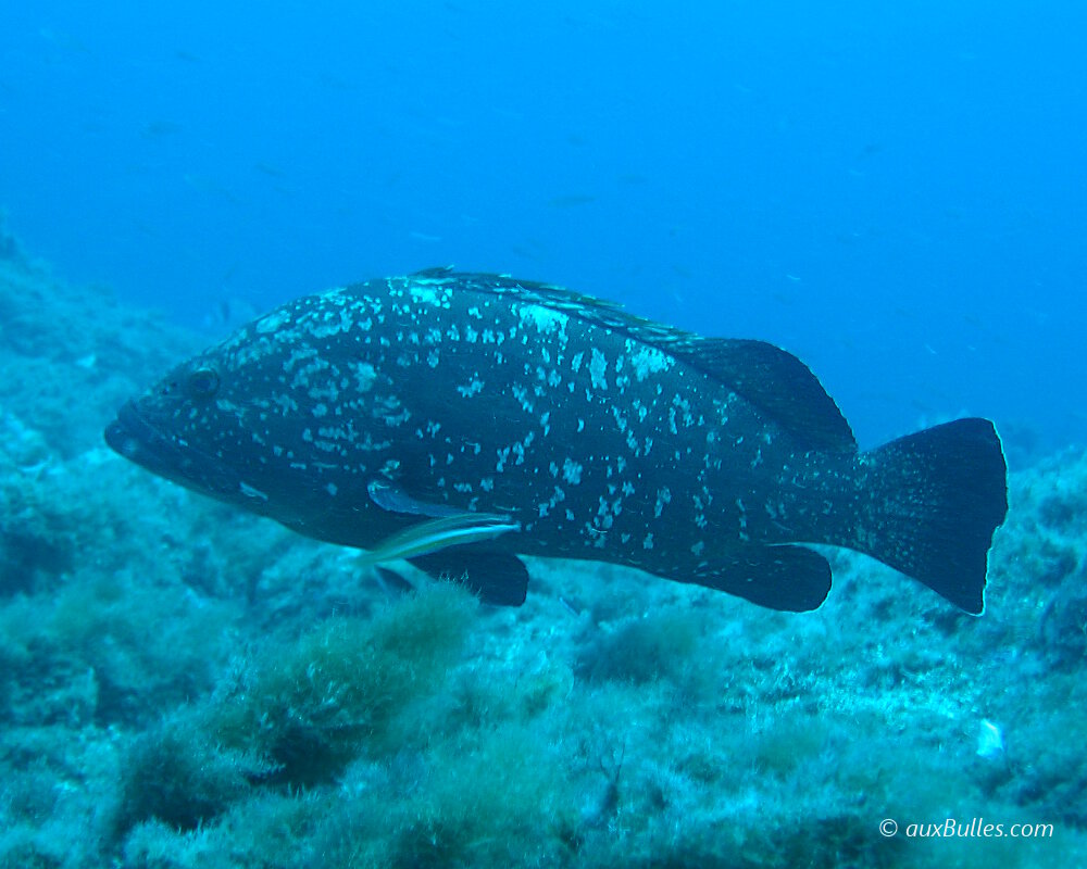 La bouche caractéristique du mérou brun (Epinephelus marginatus)