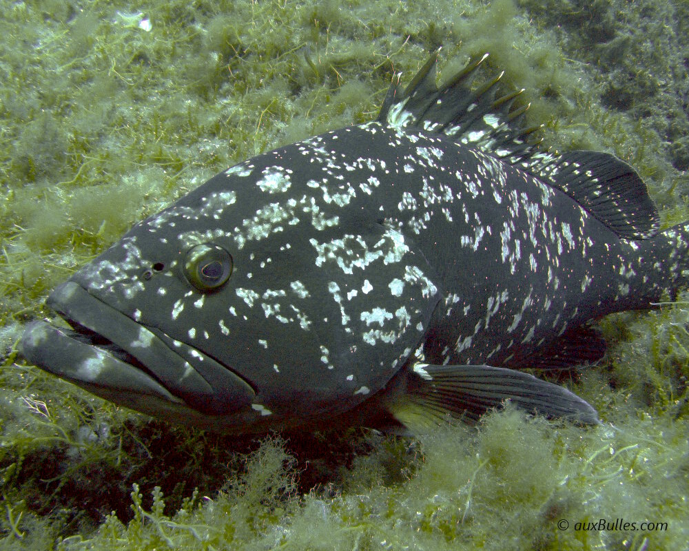 La bouche caractéristique du mérou brun (Epinephelus marginatus)