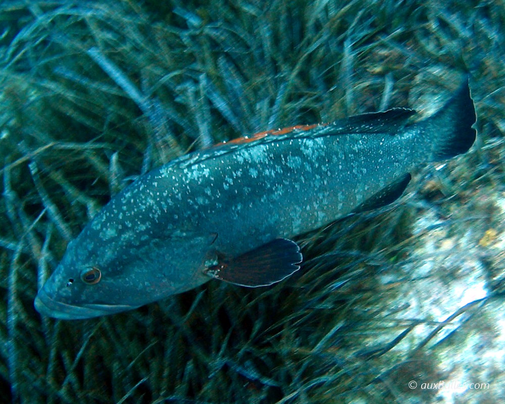 Le mérou brun (Epinephelus marginatus)