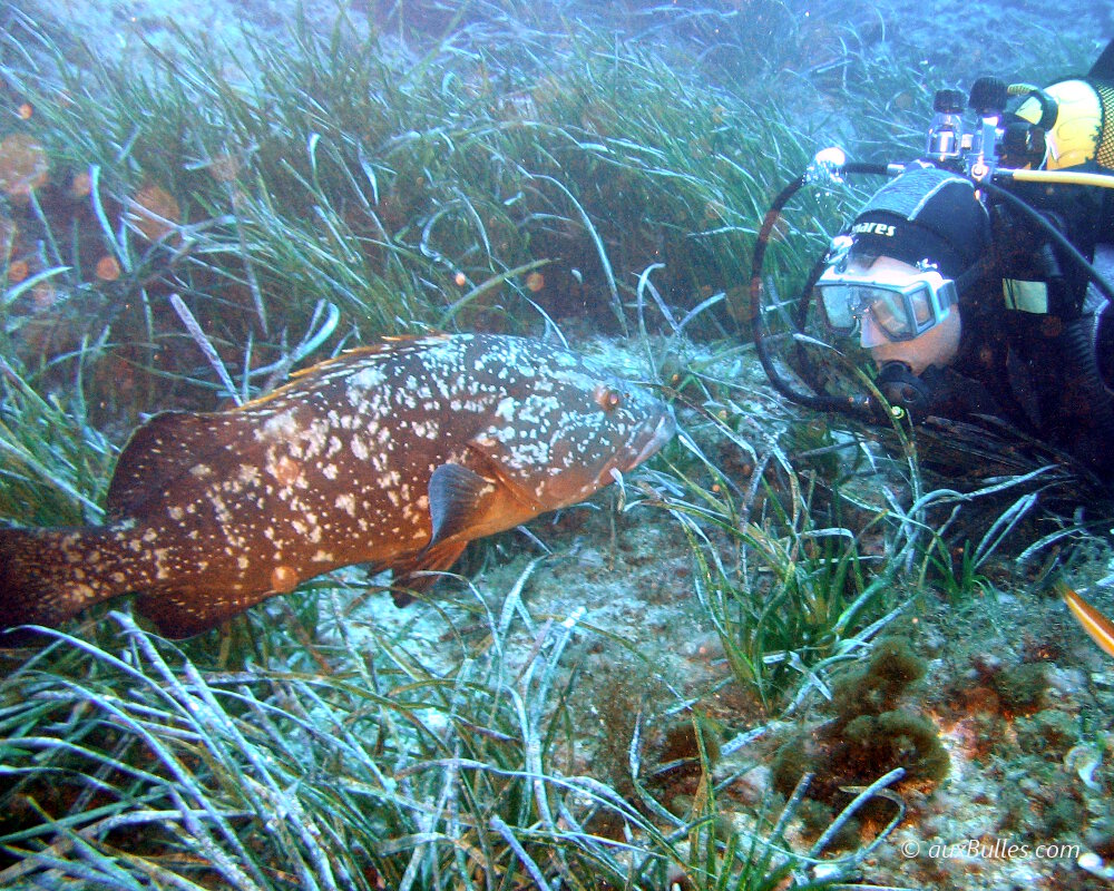 Rencontre avec un mérou brun (Epinephelus marginatus)