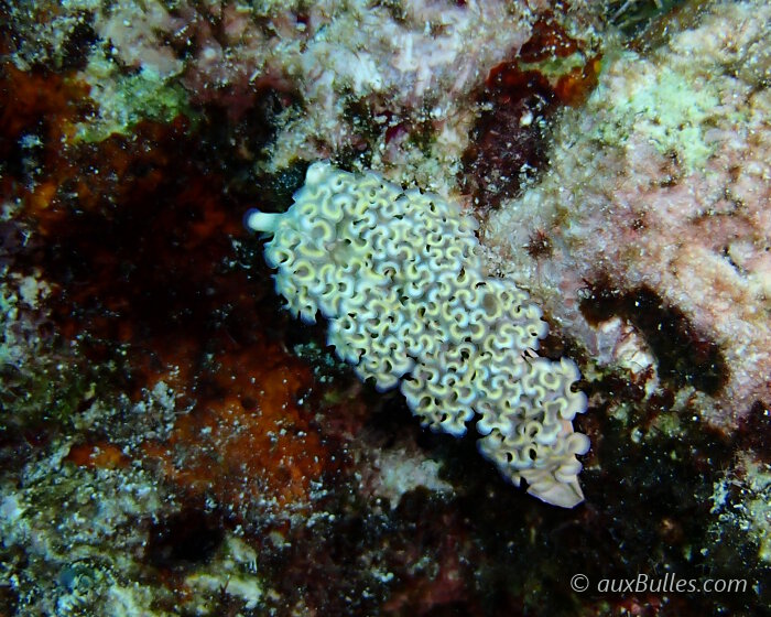 La morphologie de la limace de mer frisée n'est pas sans rappeler une salade du même nom, vous ne trouvez pas ?