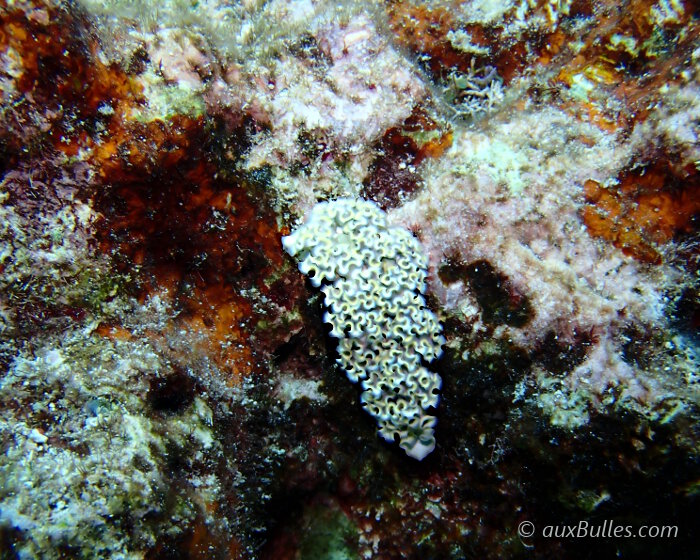 La couleur de la limace de mer frisée est difficile à définir car elle n'a rien d'uniforme !