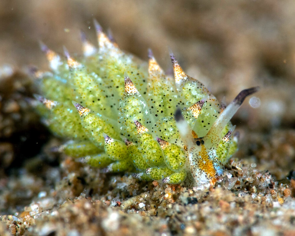 La limace mouton de mer (Costasiella kuroshimae) La limace mouton de mer (Costasiella kuroshimae)