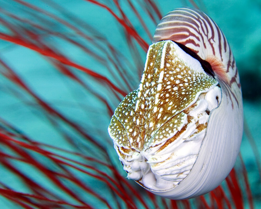 Le nautile flammé (Nautilus pompilius) Le nautile flammé (Nautilus pompilius)