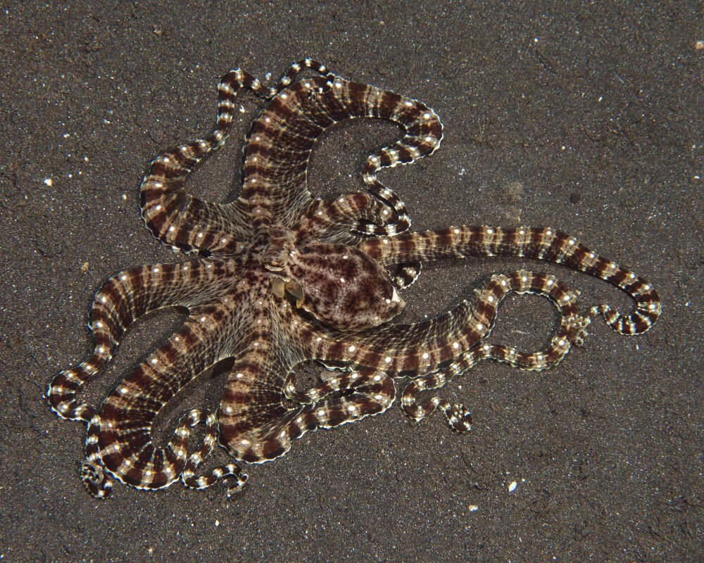 La pieuvre mimétique (Thaumoctopus mimicus)