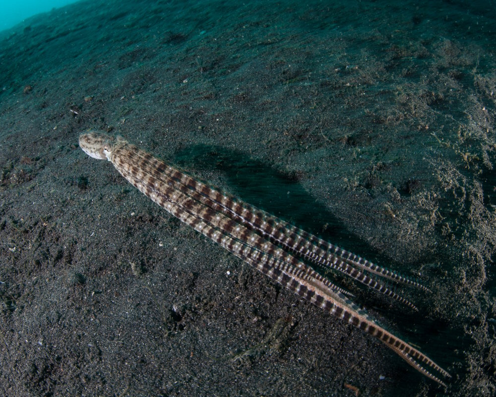 La pieuvre mimétique (Thaumoctopus mimicus)