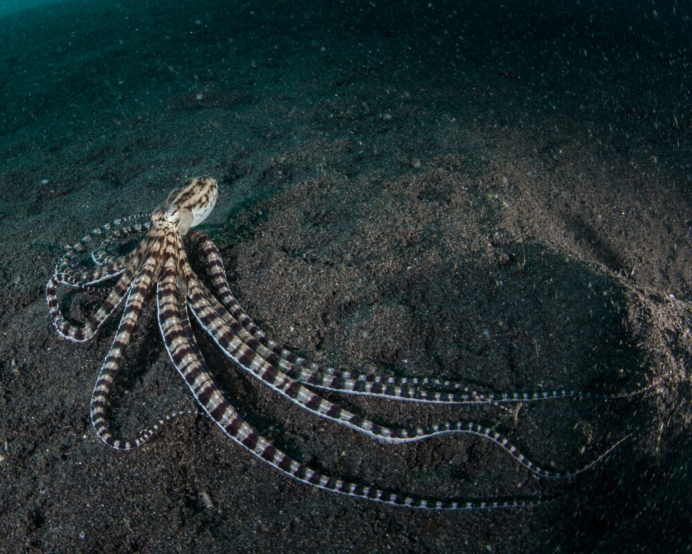 La pieuvre mimétique (Thaumoctopus mimicus)