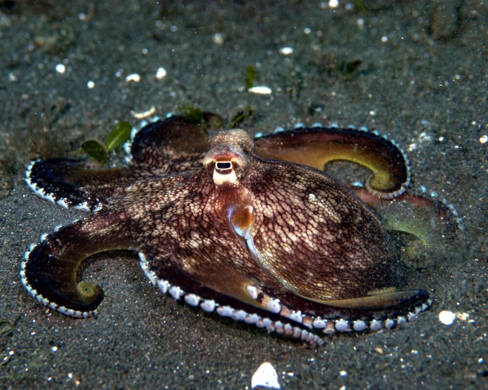 Le poulpe veiné ou poulpe noix de coco (Amphioctopus marginatus) Le poulpe veiné ou poulpe noix de coco (Amphioctopus marginatus)