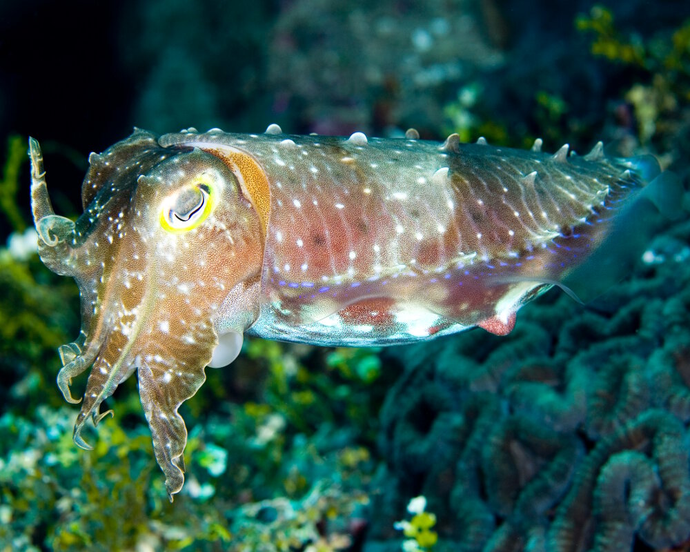 La seiche à grandes mains (Ascarosepion latimanus) La seiche à grandes mains (Ascarosepion latimanus)