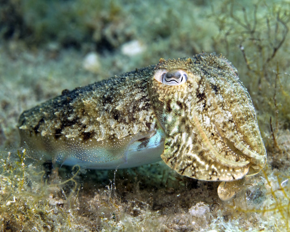 The common cuttlefish (Sepia officinalis) The common cuttlefish (Sepia officinalis)