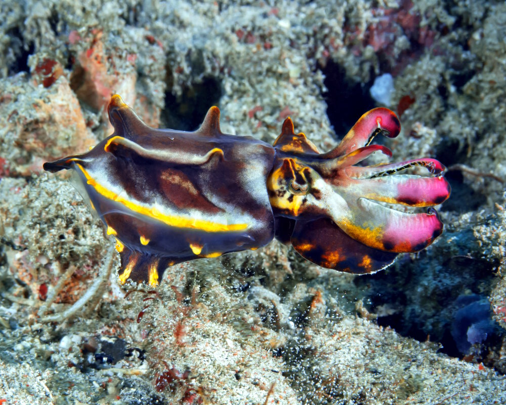 La seiche flamboyante (Metasepia pfefferi) La seiche flamboyante (Metasepia pfefferi)