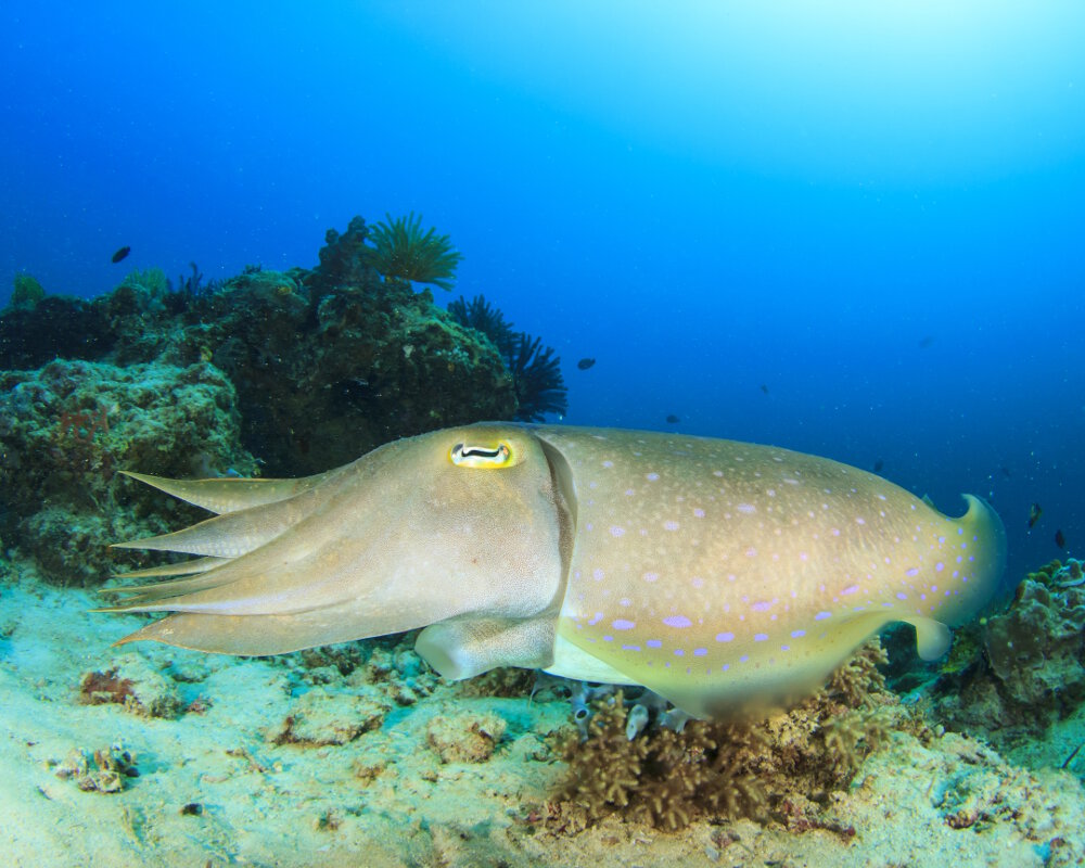 La seiche pharaon (Sepia pharaonis)