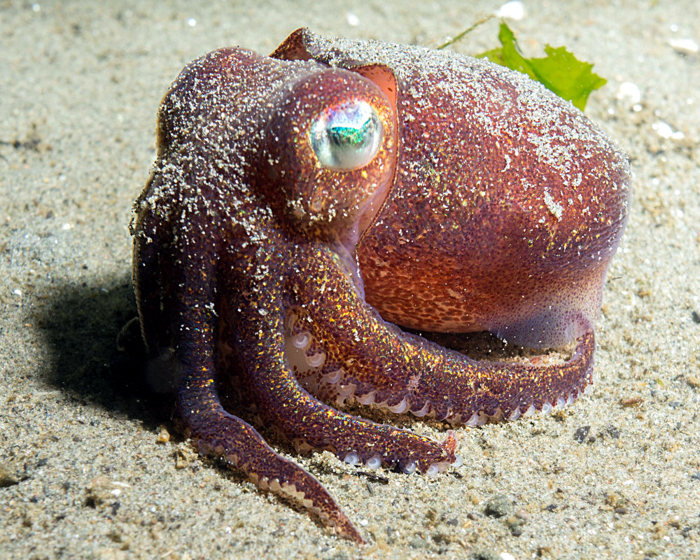 La sépiole du Pacifique boréal (Rossia pacifica)